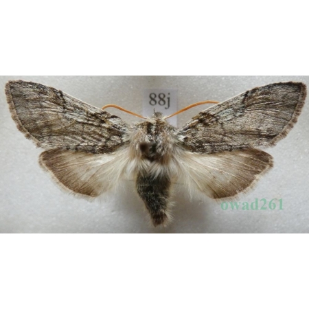 Achlya flavicornis (Linnaeus, 1758) Przestrożnica żółtorożka Czech88j